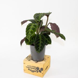 Calathea Warscewiczii 12cm H35cm