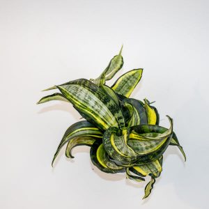 Sansevieria trifasciata Hahnii Twirl Star