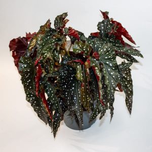Begonia leaf maculata Black Forest