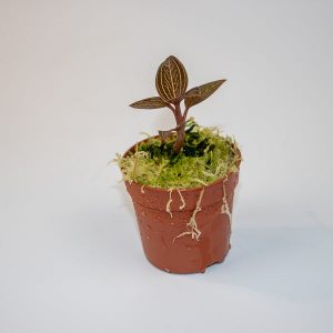 Ludisia Ruby (Jewel Orchid)