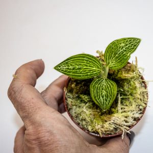 Ludisia Jade (Jewel Orchid)