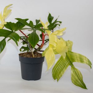 Philodendron Florida Ghost 19cm H45cm