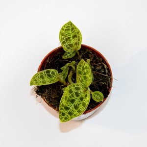 Macodes petola (Jewel Orchid) Ø6cm H8cm