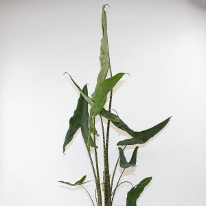 Alocasia Tigrina 19cm H70cm