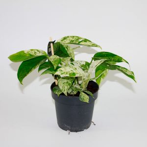 Epipremnum pinnatum Marble King Ø12cm H30cm