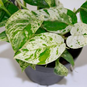 Epipremnum pinnatum Marble King Ø12cm H20cm