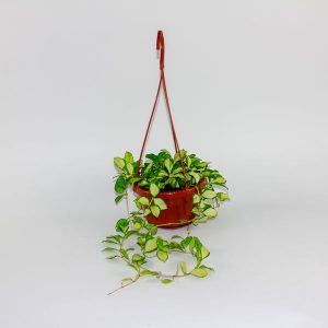 Hoya Heuschkeliana Variagata Ø14cm H30cm