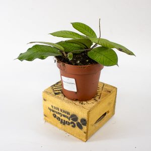 Hoya sp. Gunung Gading 12cm H15cm