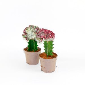 Euphorbia Cristata Ø12cm H30cm