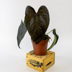 Anthurium Queen of Hearts 12cm H35cm