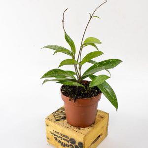 Hoya pubicalyx Pink Silver 12cm H15cm