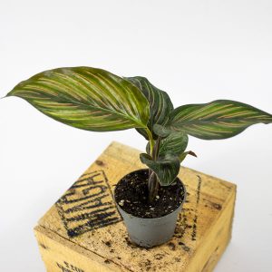 Calathea Meili 6cm H15cm