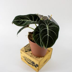 Alocasia Black Velvet 12cm H25cm