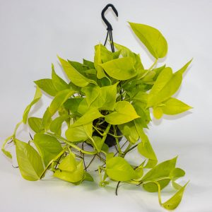 Epipremnum pinnatum Golden Pothos hanging Ø15cm H40cm