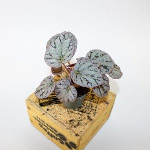 Begonia CHAYO 6cm H12cm