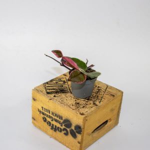 Hoya carnosa Tricolor Flamingo Dream 6cm H11cm