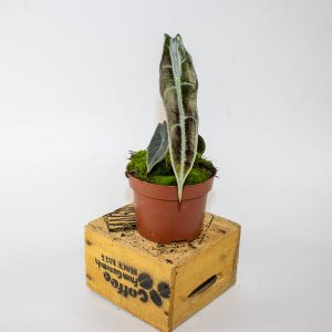 Alocasia longiloba PURPLE 10.5cm H15cm