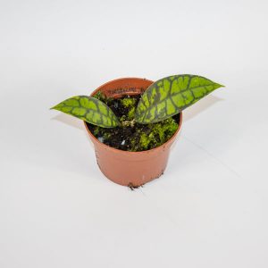 Hoya Black Cat Ø10.5cm H15cm