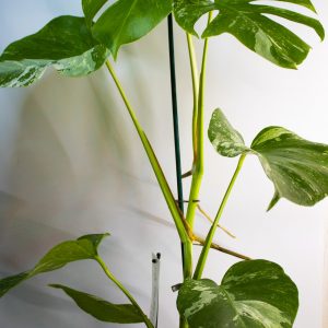 Monstera deliciosa 'Variegata'