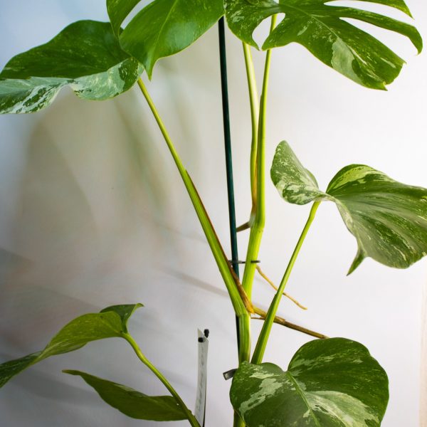Monstera deliciosa 'Variegata'