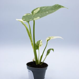 Monstera 'Thai Constellation'