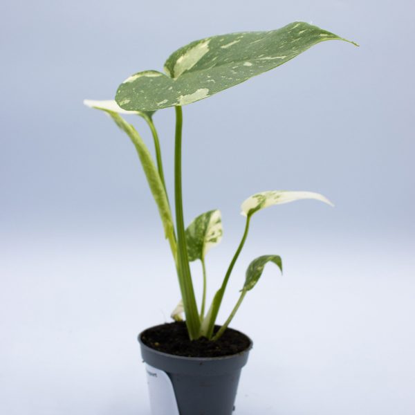 Monstera 'Thai Constellation'