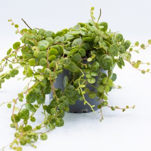 Peperomia prostrata 'String of Turtles'