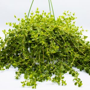 Peperomia 'Isabelle'