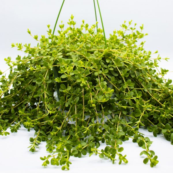 Peperomia 'Isabelle'