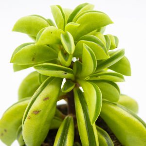 Peperomia rotundifolia 'Fire Sparks'