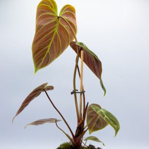 Philodendron 'El Choco Red'
