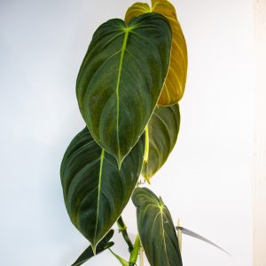 Philodendron melanochrysum