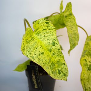 Philodendron 'Paraiso Verde'