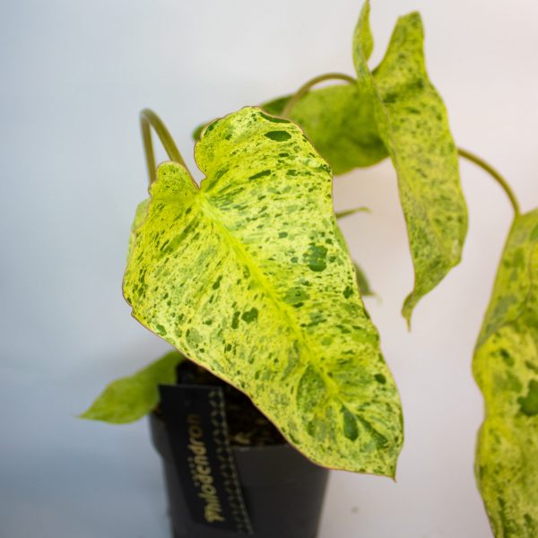 Philodendron 'Paraiso Verde'