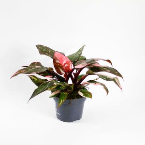 Highly Variegated - Philodendron Pink Princess 'Marble' Ø 12cm H25cm