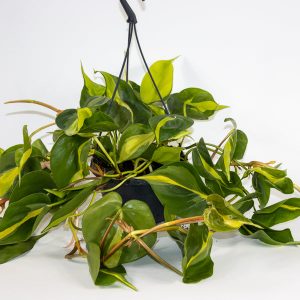 Philodendron Scandens Brasil Ø15cm H40cm