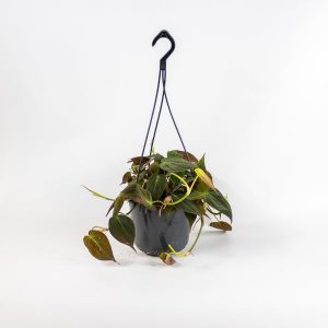 Philodendron scandens subsp. Micans Ø15cm H40cm
