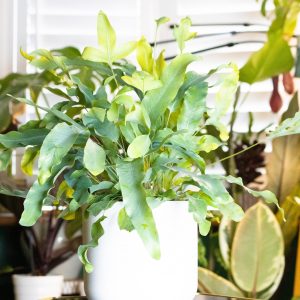 Blue Star Fern - Phlebodium aureum blue star