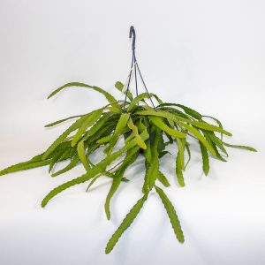 Rhipsalis Monocantha Ø14cm H30cm