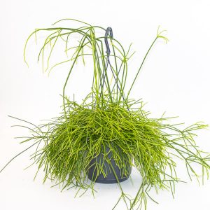 Rhipsalis baccifera Oasis Ø17cm H25cm
