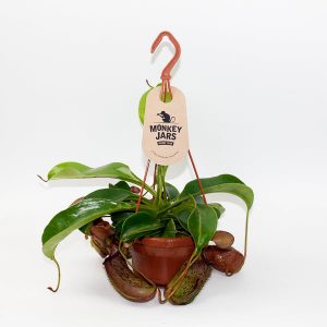 Nepenthes Rob Ø14cm H45cm