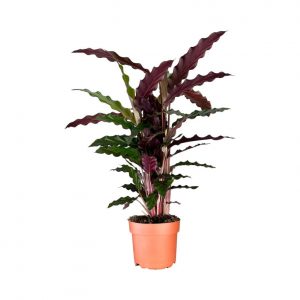 RESCUE ME: Calathea Rufibarba