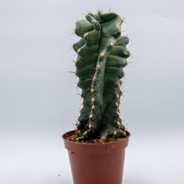 Cereus Jamacaru spiralis - Spiral Cactus