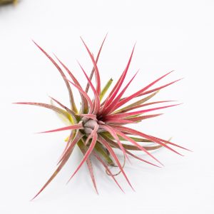 Tillandsia Ionantha red
