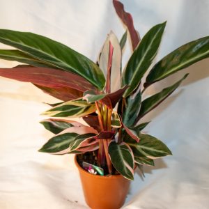 Calathea Triostar