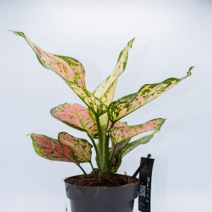 Aglaonema Crimson Love Ø12cm H30cm