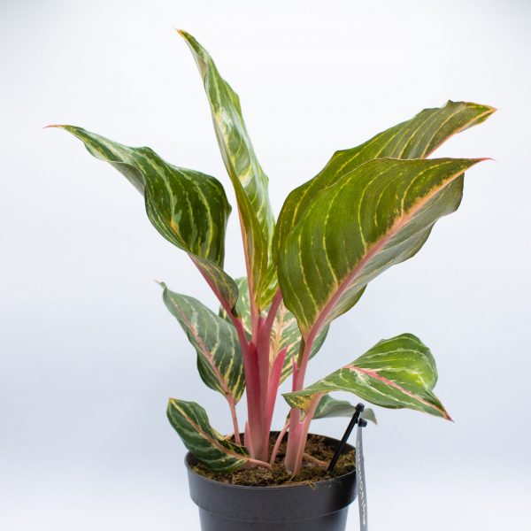 Aglaonema Dreamcatcher