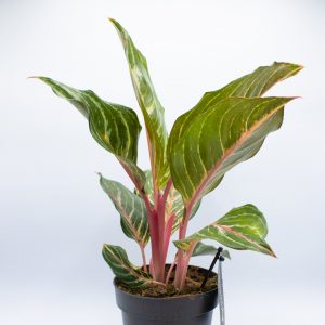Aglaonema Dreamcatcher
