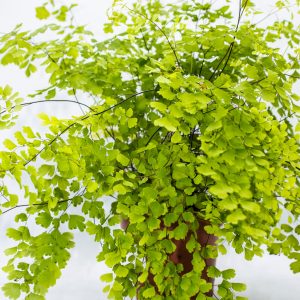 Adiantum fragrans