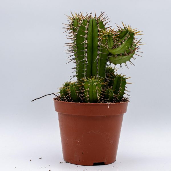 Euphorbia Fruticosa